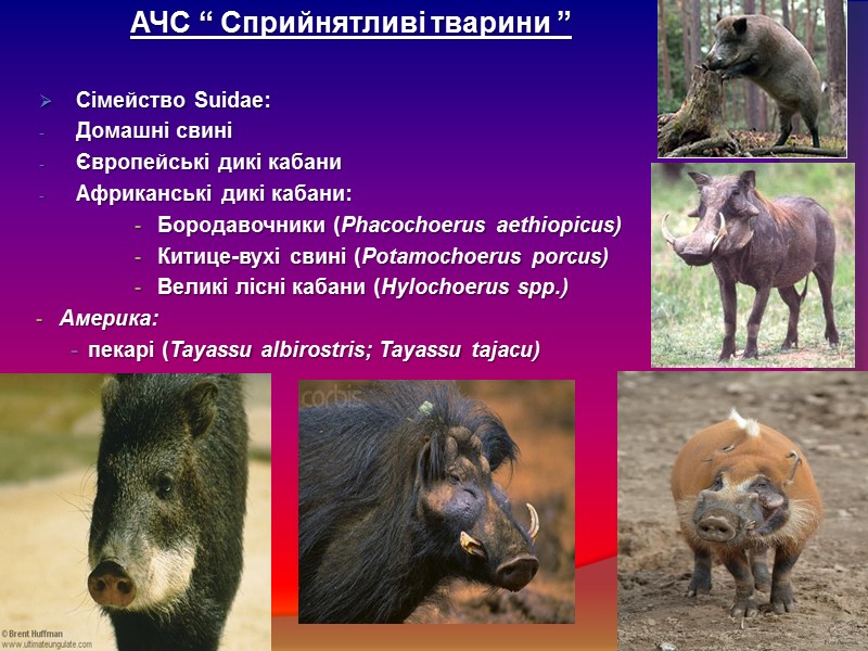 АЧС “ Сприйнятливі тварини ”  Сімейство Suidae: Домашні свині Європейські дикі кабани Африканські